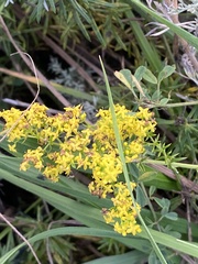 Galium verum