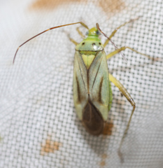 Adelphocoris quadripunctatus