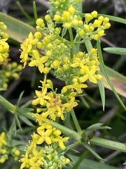 Galium verum