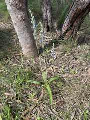 Thelymitra macrophylla