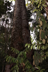 Hevea brasiliensis
