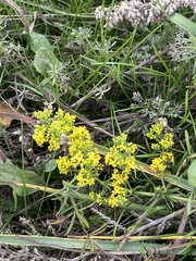 Galium verum