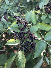 Sambucus nigra