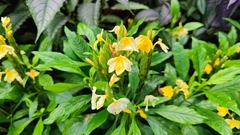 Crossandra infundibuliformis