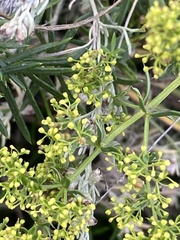 Galium verum