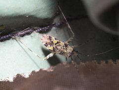 Phytocoris tiliae