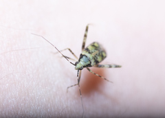 Phytocoris tiliae