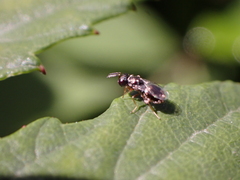 Chalcidoidea