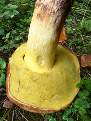 Hemileccinum depilatum