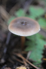 Rhodocollybia