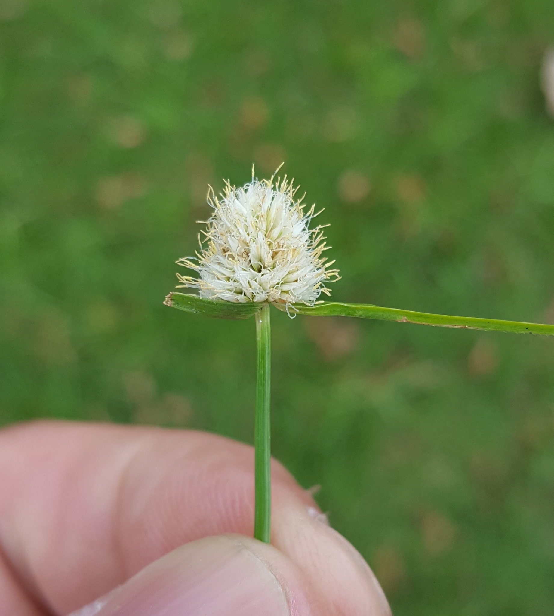 (c) François Rousseu, certains droits réservés (CC BY-NC) https://www.inaturalist.org/observations/137289852