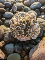 Balanus glandula