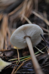 Rhodocollybia