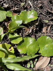 Hydrocotyle verticillata