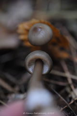 Rhodocollybia