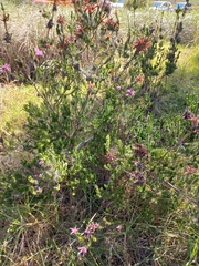 Erica verticillata