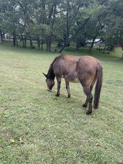 Equus asinus × caballus