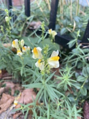 Linaria vulgaris
