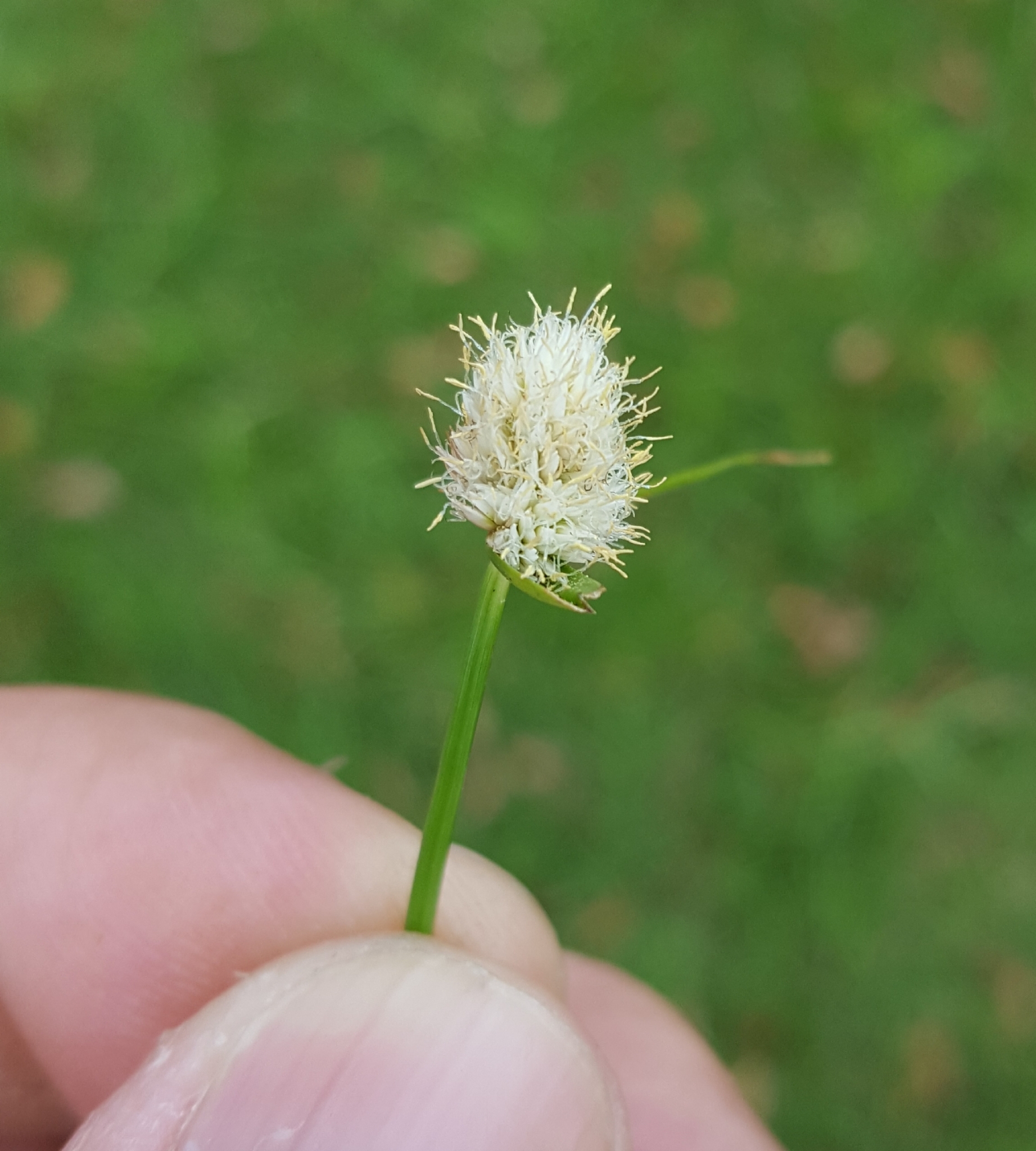 (c) François Rousseu, certains droits réservés (CC BY-NC) https://www.inaturalist.org/observations/137289852