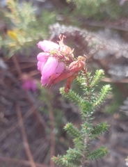 Erica ciliaris