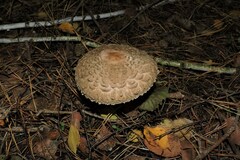 Chlorophyllum olivieri