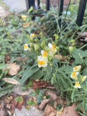 Linaria vulgaris