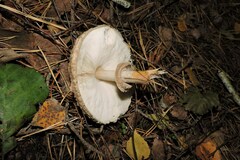 Chlorophyllum olivieri