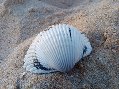 Cardiidae