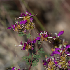 Dalea frutescens