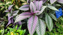 Strobilanthes auriculata dyeriana