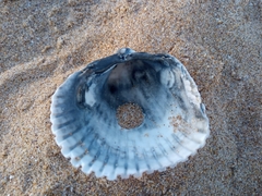 Cardiidae