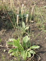 Plantago urvillei