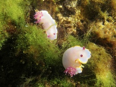 Felimida purpurea