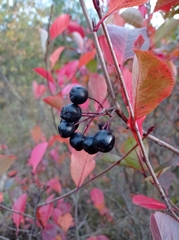 Aronia mitschurinii