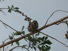 Passer domesticus