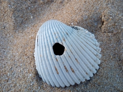 Cardiidae