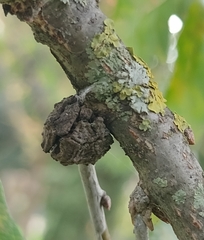 Andricus truncicolus