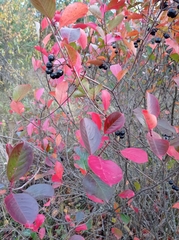Aronia mitschurinii