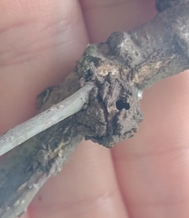 Andricus truncicolus