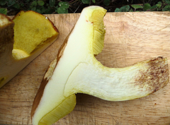 Hemileccinum depilatum