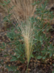Hordeum jubatum