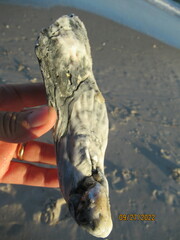 Crassostrea virginica