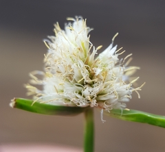 Cyperus richardii