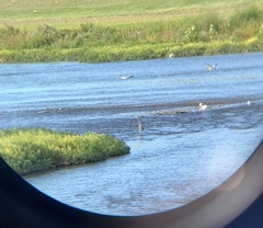 Ardea herodias