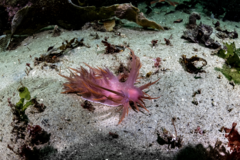 Dendronotus iris