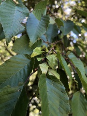 Carpinus kawakamii