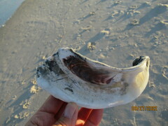 Crassostrea virginica