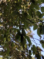 Carpinus kawakamii