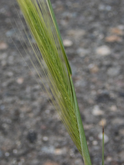 Hordeum jubatum