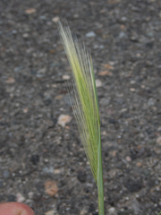 Hordeum jubatum